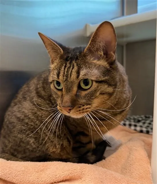 An adult medium-sized male Domestic Short Hair cat named Lando for adoption in Brighton, CO