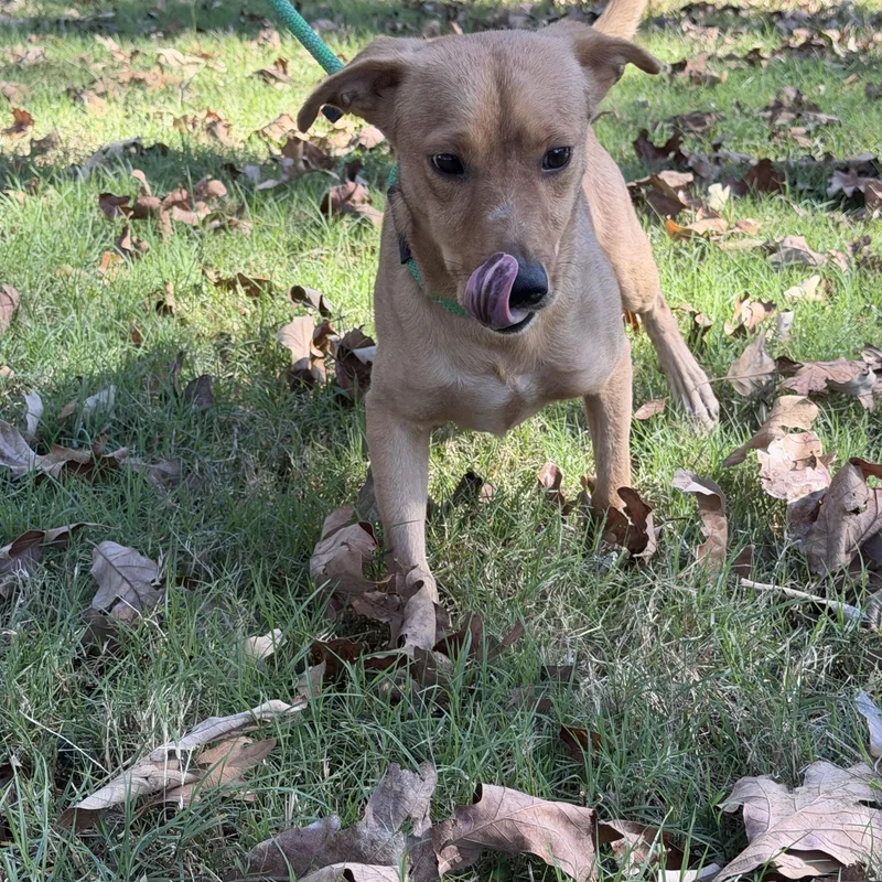 A young small-sized male Chihuahua dog named Stream for adoption in Luttrell, TN