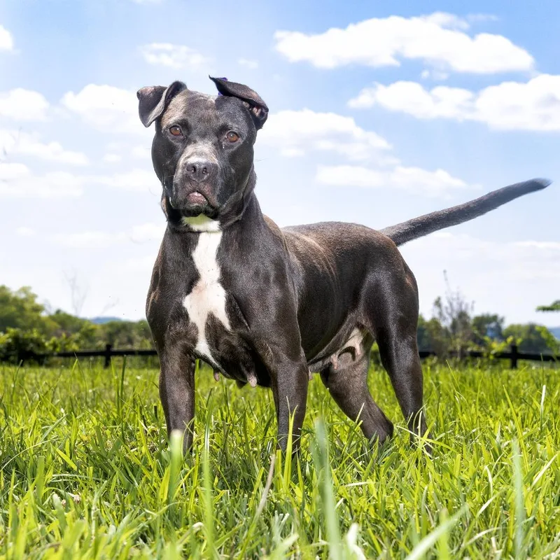 An adult medium-sized female Black Mixed Breed dog named Ouiser for adoption in Franklin, TN