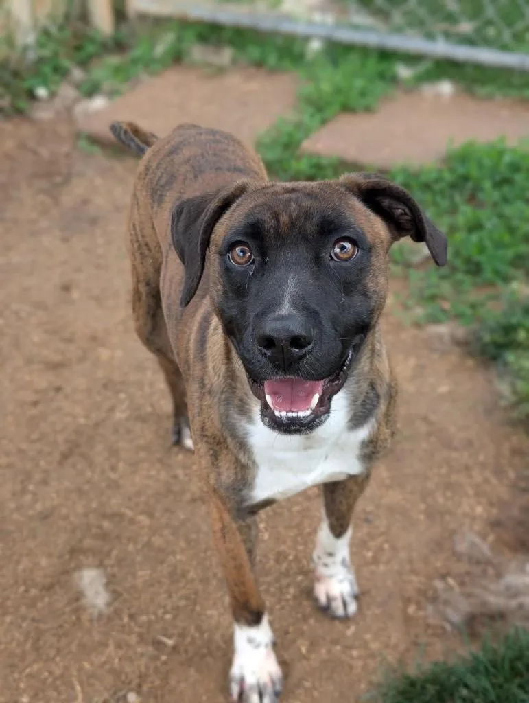A baby large-sized male Boxer dog named Marquis for adoption in Blountville, TN