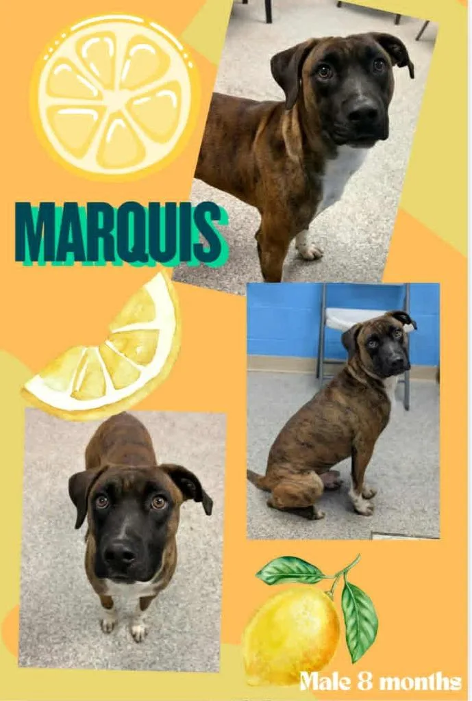 Marquis thumbnail 2