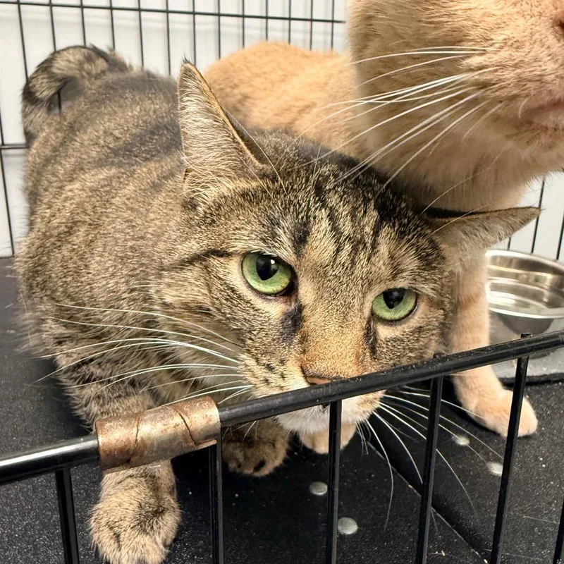 An adult small-sized female Brown / Chocolate Domestic Short Hair cat named Pepper for adoption in Georgetown, KY