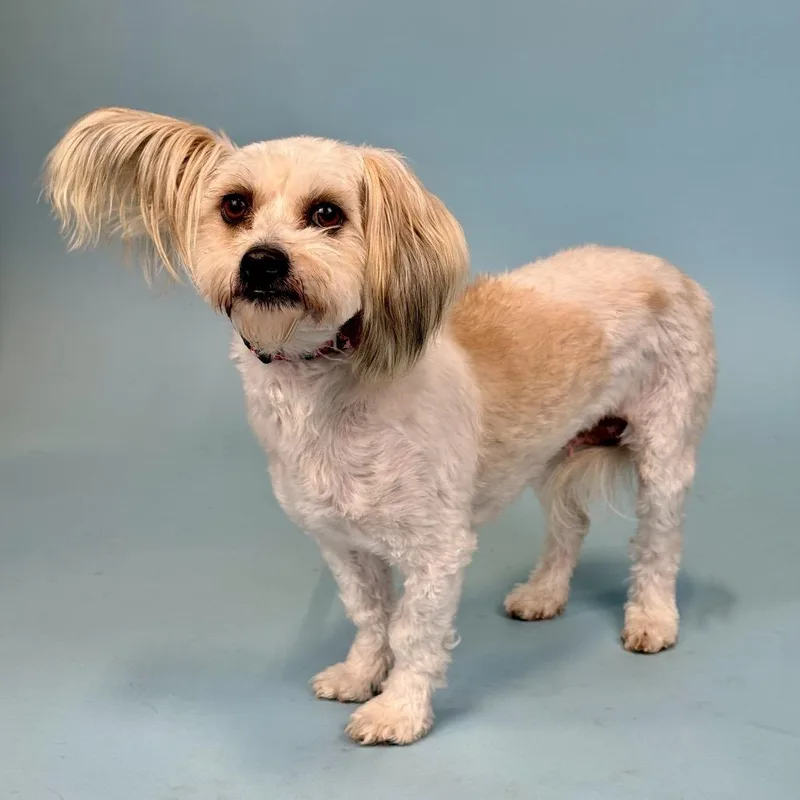 An adult small-sized female White / Cream Poodle dog named Daisy for adoption in Portland, OR