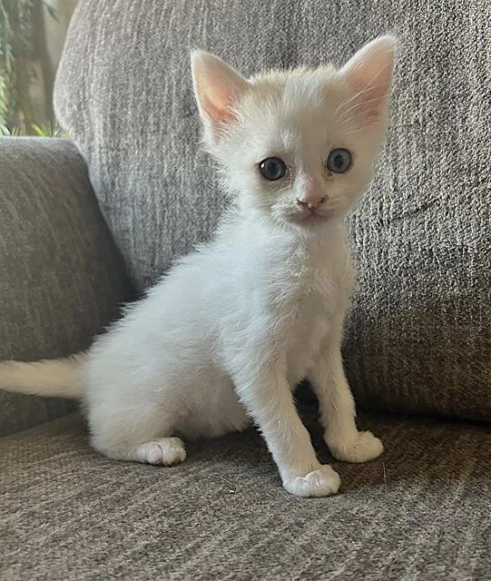 A baby small-sized female Domestic Short Hair cat named Bullette With A Mullette for adoption in Sacramento, CA