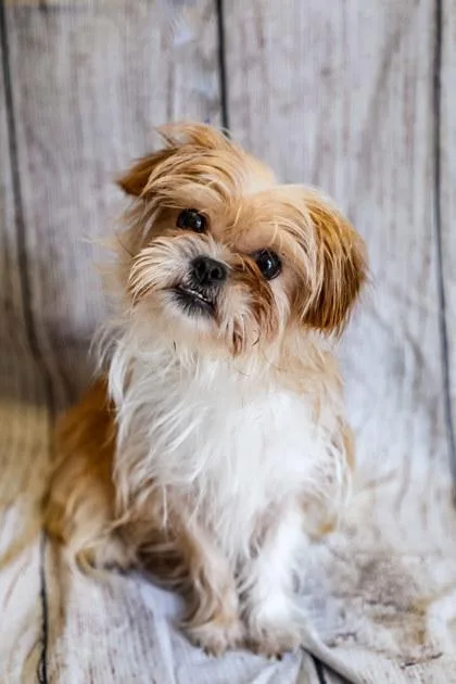 An adult small-sized female Terrier dog named Coco for adoption in Dothan, AL