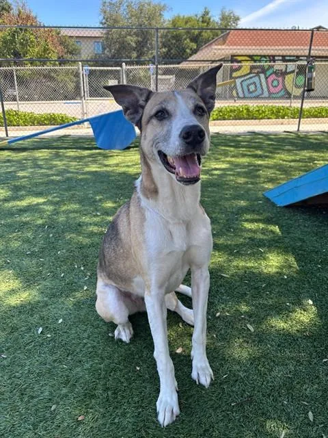 An adult large-sized female Siberian Husky dog named Bailey for adoption in Agoura, CA