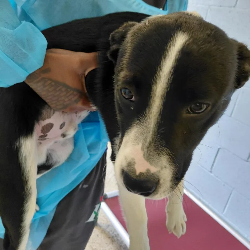 A young medium-sized male Apricot / Beige Mixed Breed dog named Otis for adoption in LOXAHATCHEE, FL