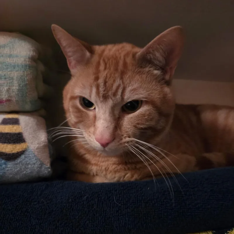 An adult small-sized male Orange / Red Domestic Short Hair cat named Taco for adoption in Layton, UT