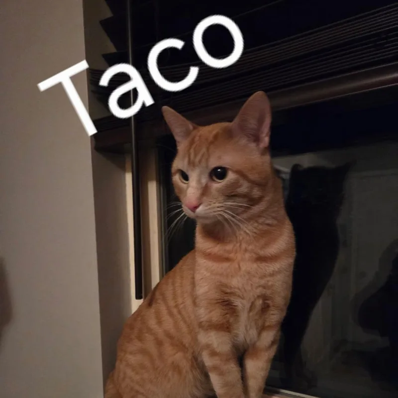 Taco thumbnail 2