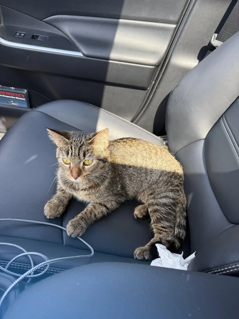 An adult medium-sized female Domestic Short Hair cat named Colleen for adoption in Wheaton, IL