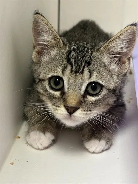 A baby small-sized female Domestic Short Hair cat named Ramona for adoption in Ontario, CA