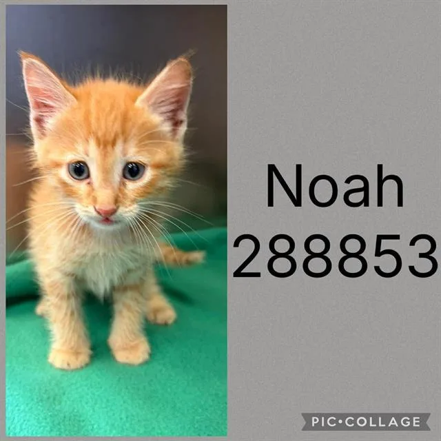 A baby small-sized male Domestic Short Hair cat named Noah for adoption in Macon, GA