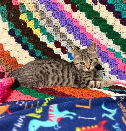 A baby small-sized male Domestic Short Hair cat named Puerh for adoption in Visalia, CA