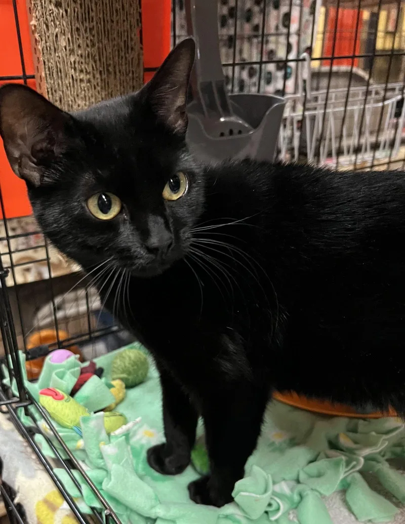 A young medium-sized female Black Domestic Short Hair cat named Gaga for adoption in Blasdell, NY