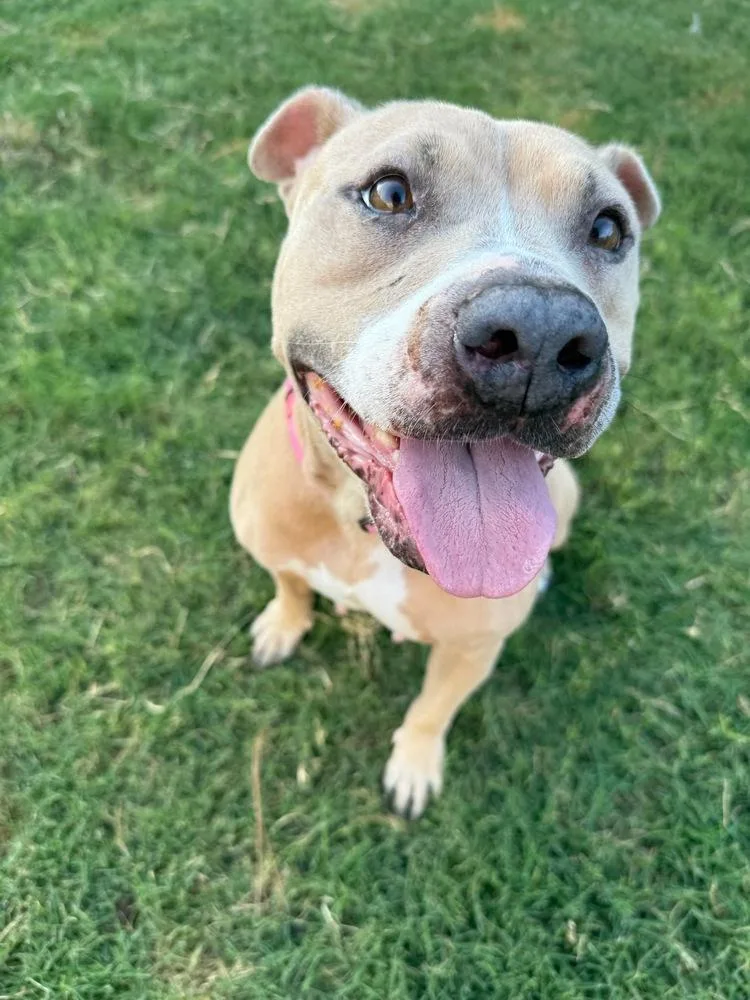 A young large-sized female American Staffordshire Terrier dog named Ellie for adoption in Richmond, TX