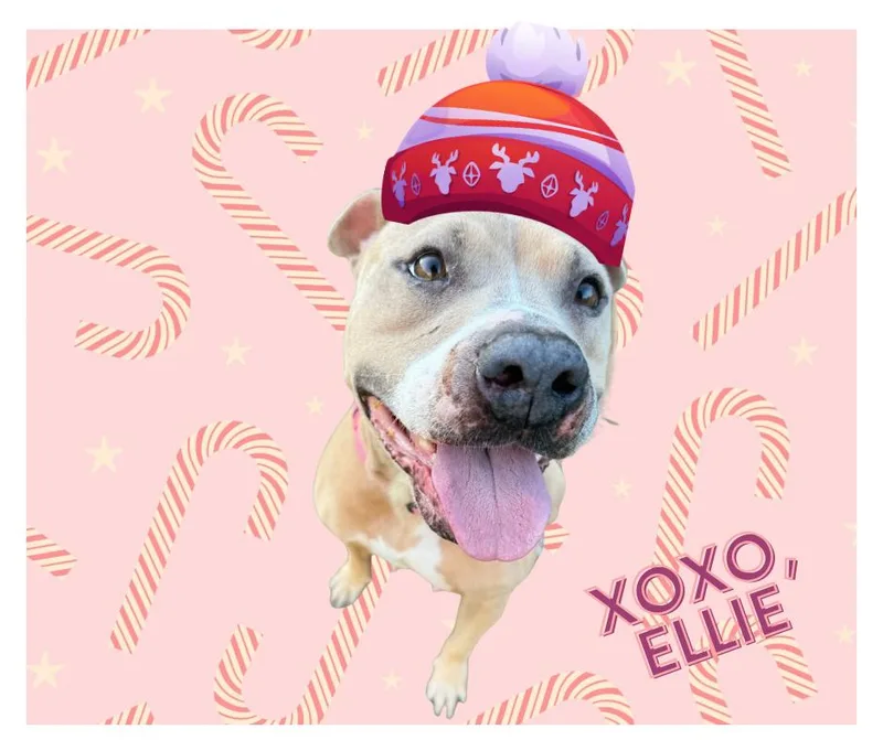 Ellie thumbnail 4