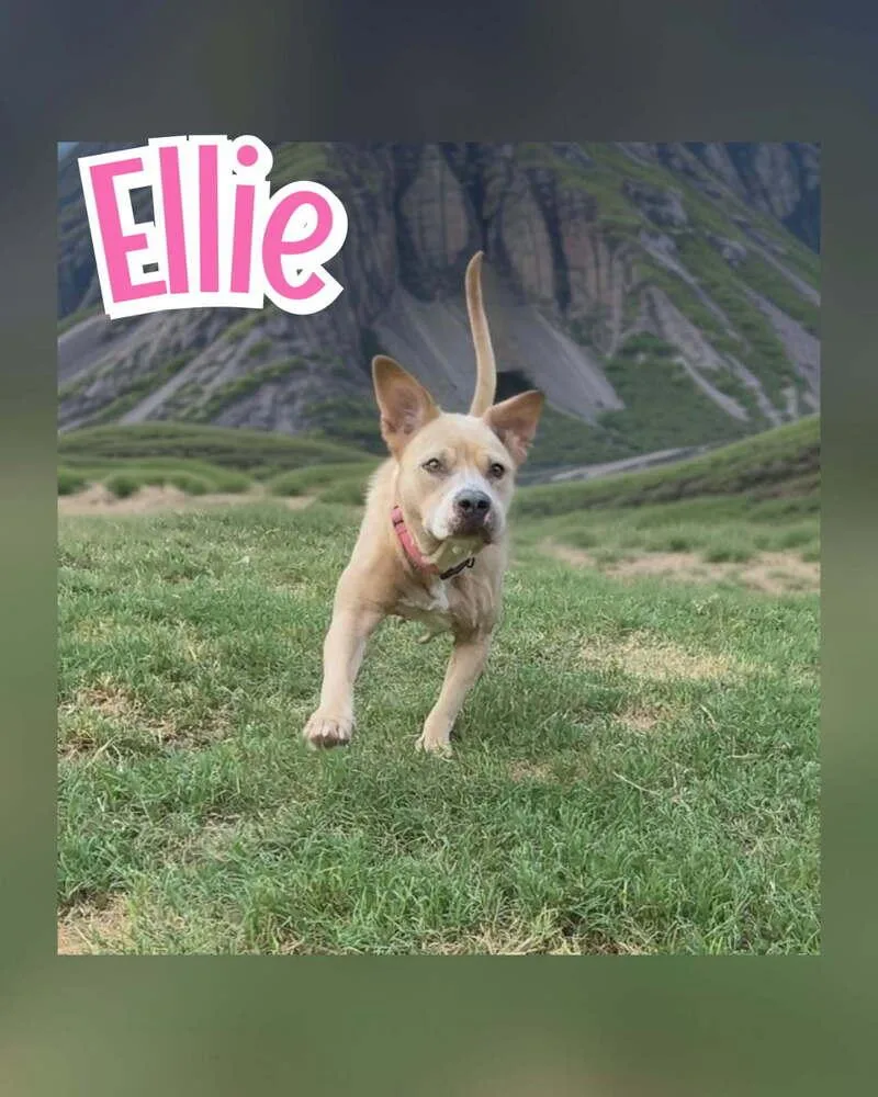 Ellie thumbnail 5
