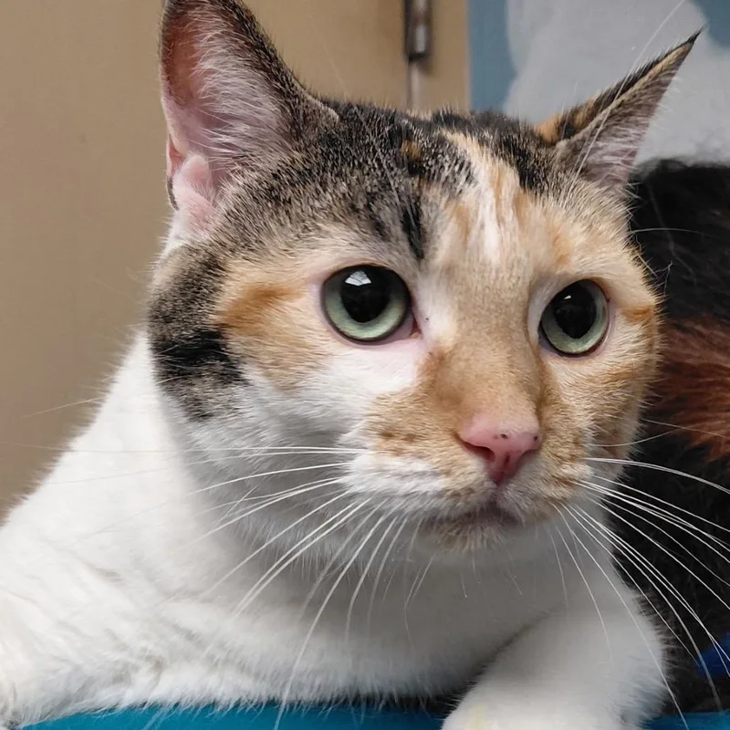 An adult extra large-sized female Calico Domestic Short Hair cat named Savannah Faith for adoption in Perkiomenville, PA