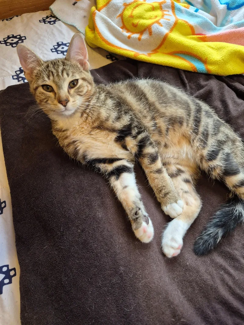 A young medium-sized male Domestic Short Hair cat named Bengi for adoption in Hayward, WI