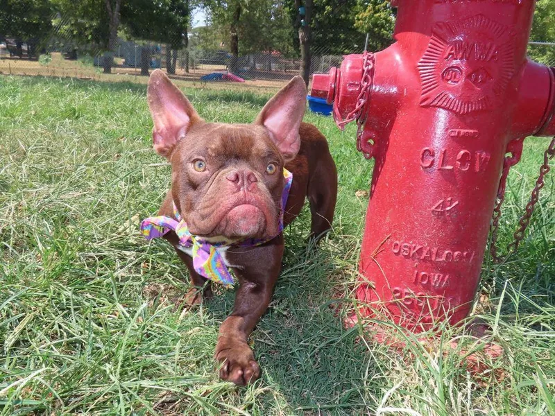 A young small-sized male American Bulldog dog named Bugsy for adoption in Denver, CO