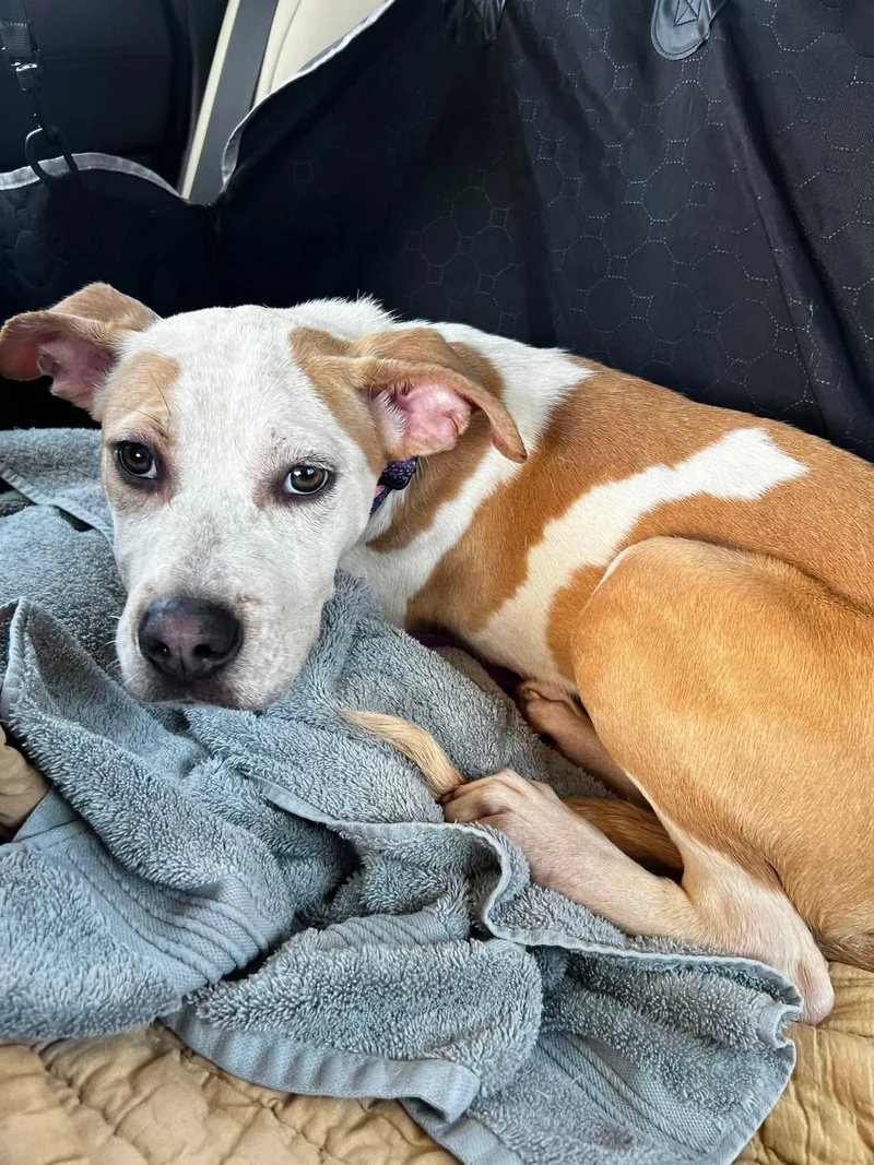 A young medium-sized female Mixed Breed dog named Basia for adoption in Pleasant Ridge, MI