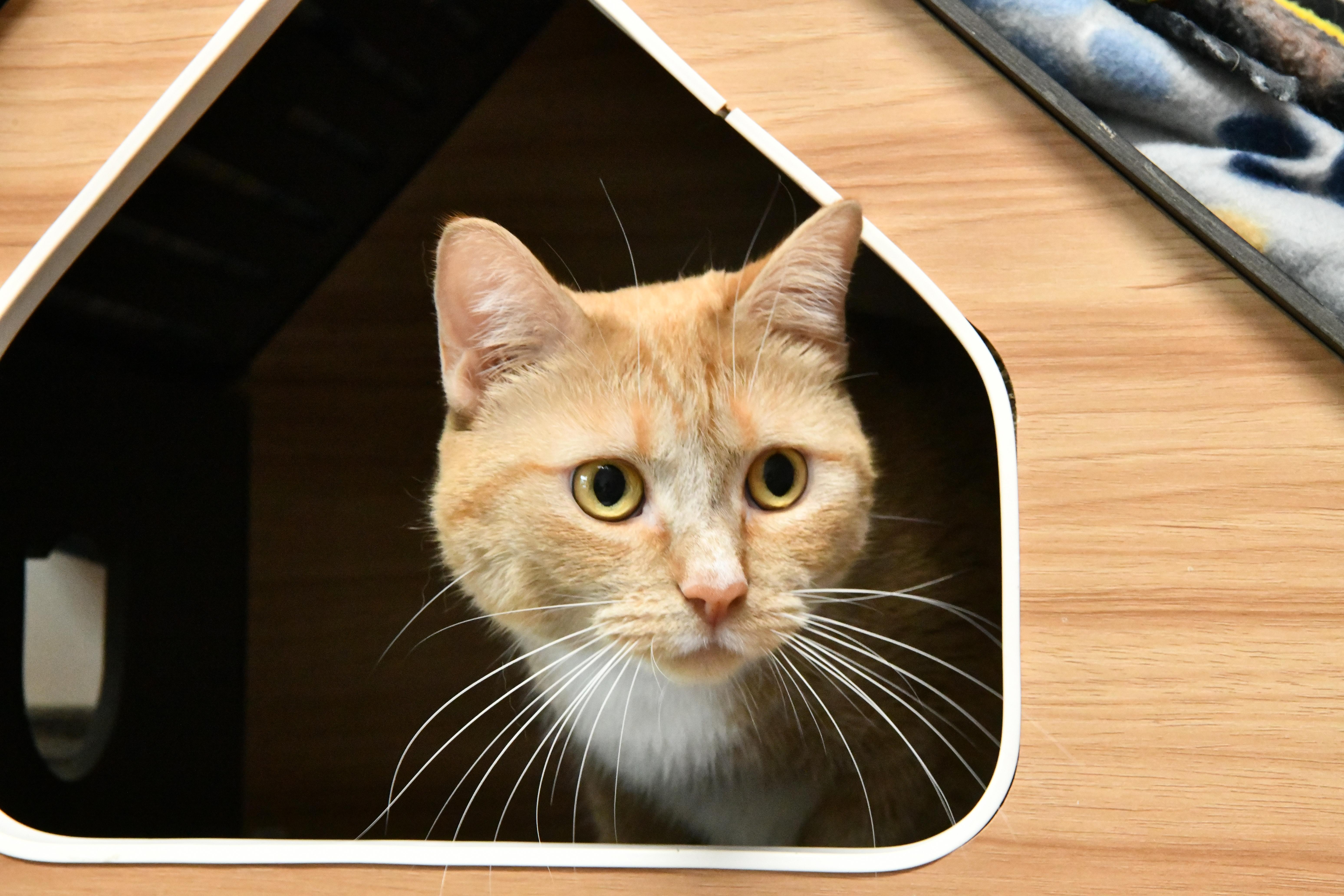 An adult large-sized female Tabby (Orange / Red) Domestic Short Hair cat named Layla for adoption in Fairhope, AL