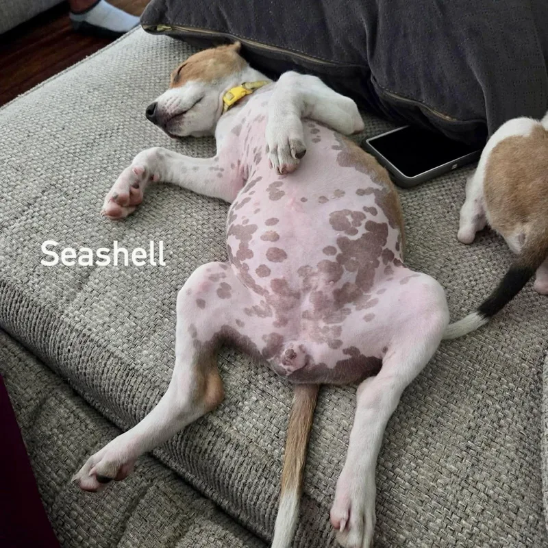 Seashell thumbnail 5