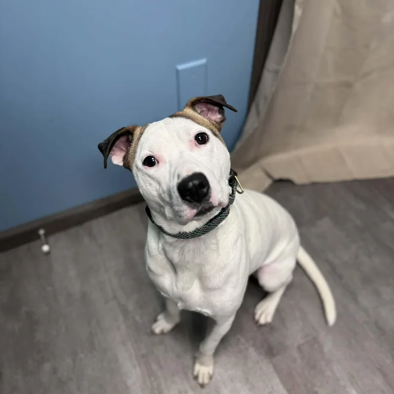 An adult medium-sized male Golden American Staffordshire Terrier dog named Ace for adoption in Cumberland, RI