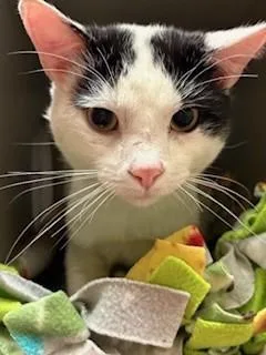 An adult large-sized male Black Domestic Short Hair cat named Poseidon for adoption in Mason City, IA