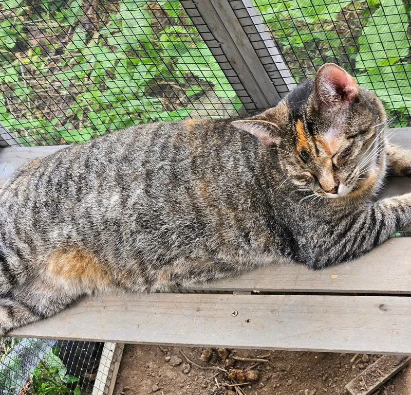 A young medium-sized female Tabby (Brown / Chocolate) Tabby cat named Princess for adoption in Columbus , OH