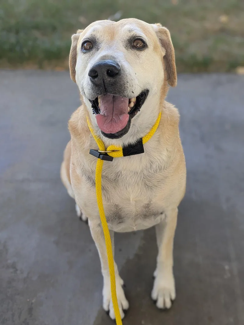 An adult medium-sized female Labrador Retriever dog named Sadie Anne for adoption in Salt Lake City, UT