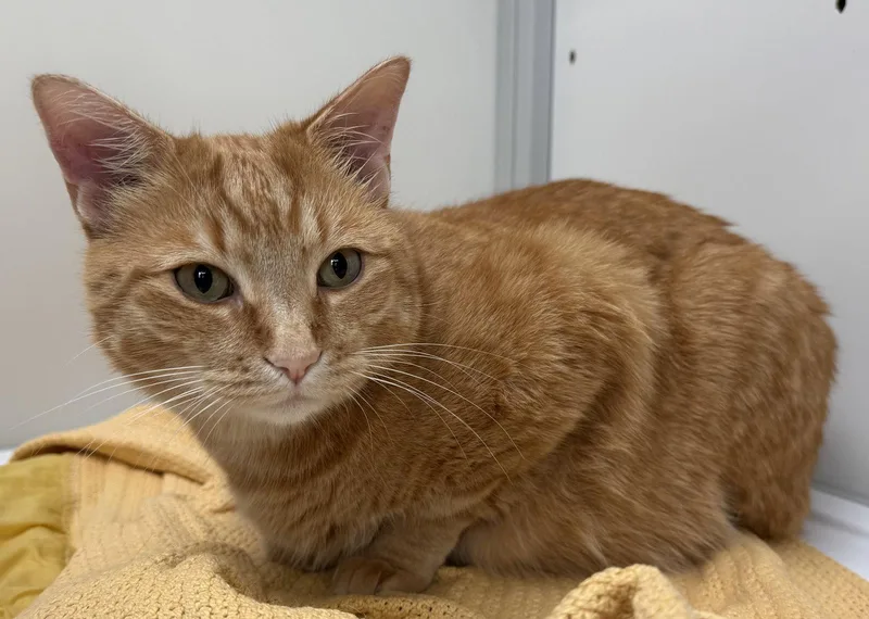 A young medium-sized male Orange / Red Domestic Short Hair cat named Brody & Odie for adoption in Alexandria, VA