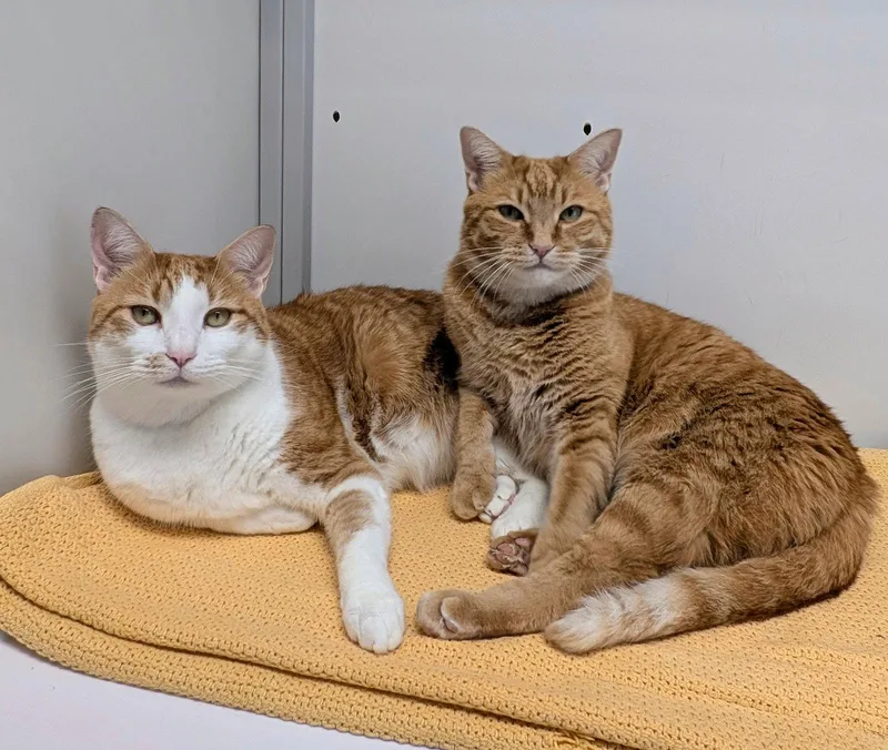 Brody & Odie thumbnail 2