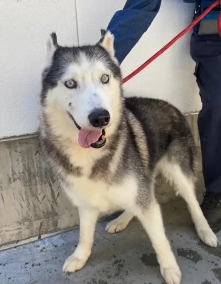 A senior large-sized male Siberian Husky dog named King for adoption in Van Nuys, CA