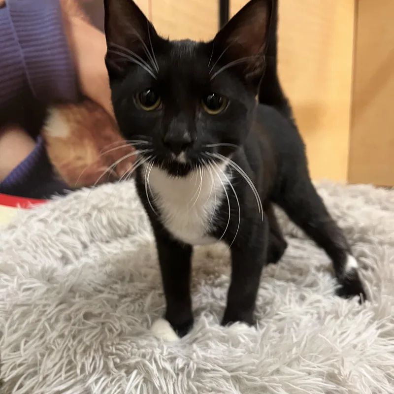 A young medium-sized female Black & White / Tuxedo Domestic Short Hair cat named Rochelle for adoption in Tustin, CA