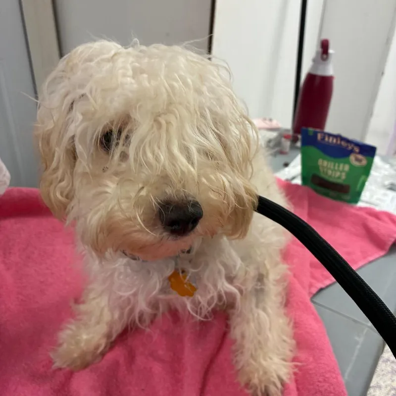 A young small-sized female White / Cream Poodle (Toy) dog named Chloe for adoption in Northbrook, IL