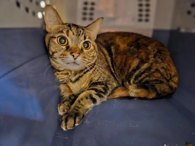 An adult medium-sized female Domestic Short Hair cat named Raya for adoption in Fort Collins, CO