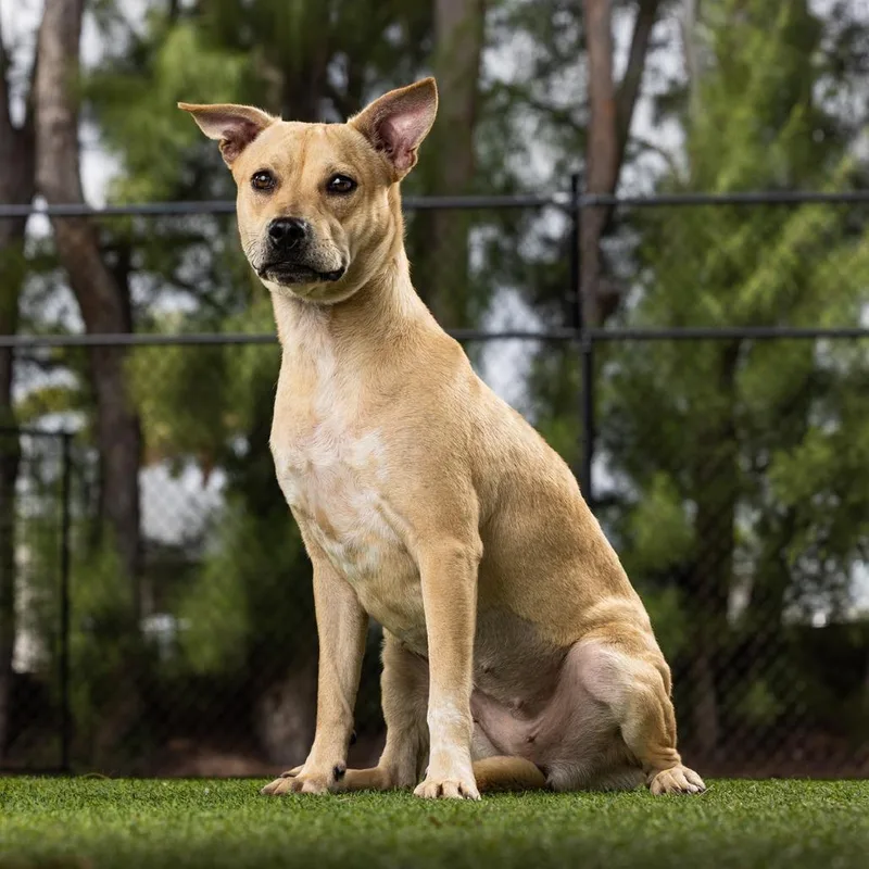 A young medium-sized female Yellow / Tan / Blond / Fawn Mixed Breed dog named Gilly for adoption in Jupiter, FL