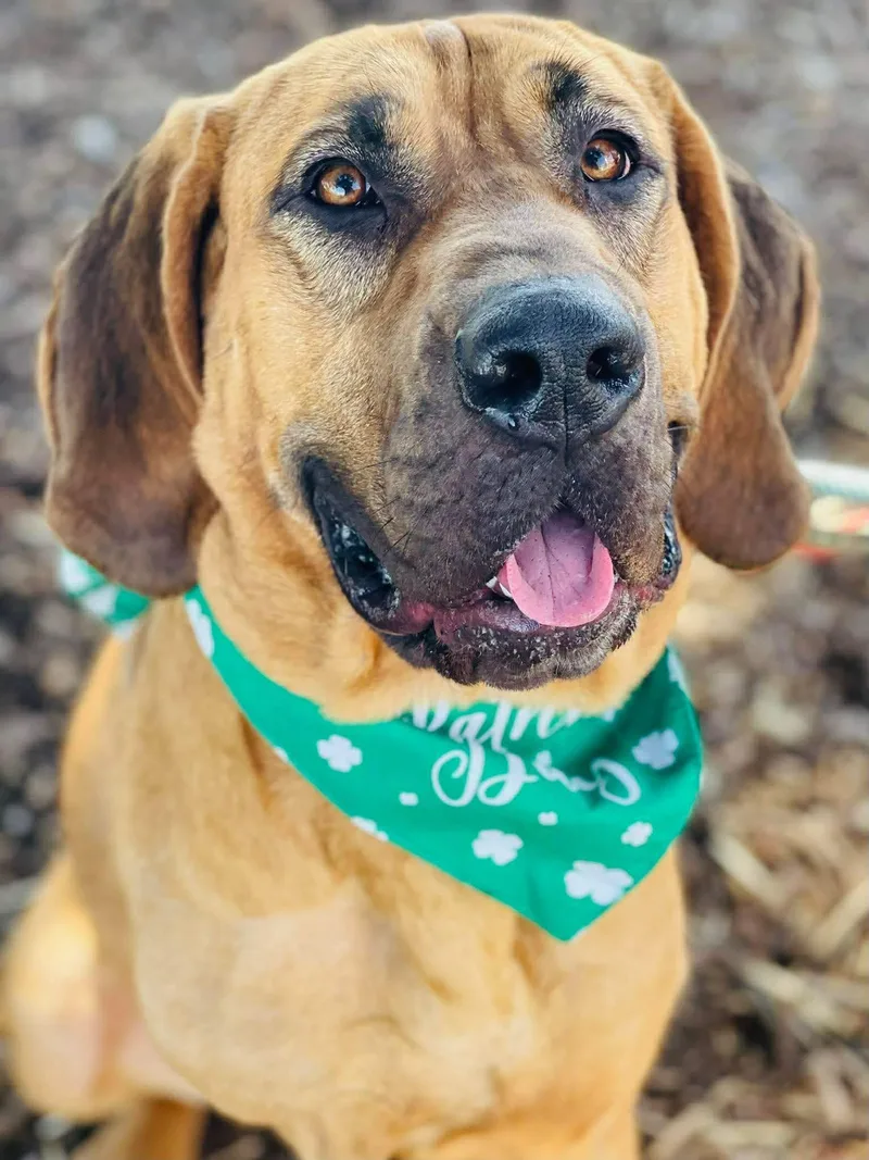 A young large-sized female Brown / Chocolate Bloodhound dog named Amelia for adoption in Covington, GA