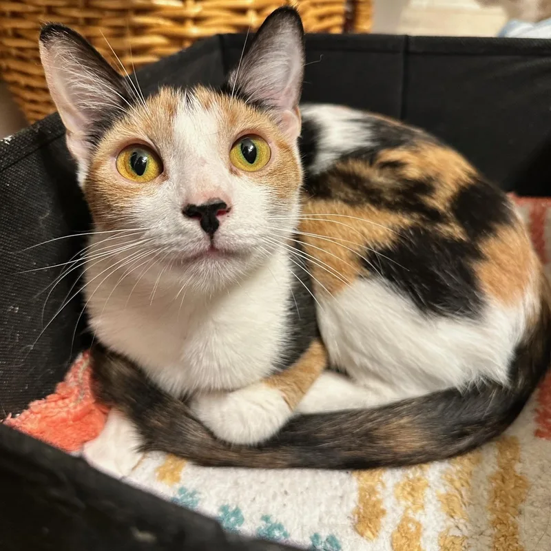A young medium-sized female Calico Domestic Short Hair cat named Clover for adoption in East Lansing, MI
