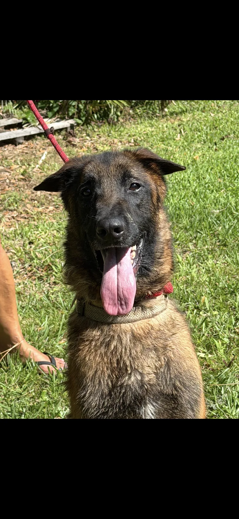An adult large-sized male Bicolor Belgian Shepherd / Malinois dog named Sweeney for adoption in Oviedo, FL