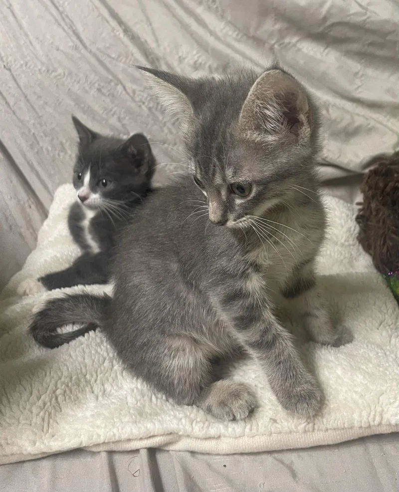 A baby medium-sized male Gray & White Domestic Short Hair cat named Cloud for adoption in Stover, MO