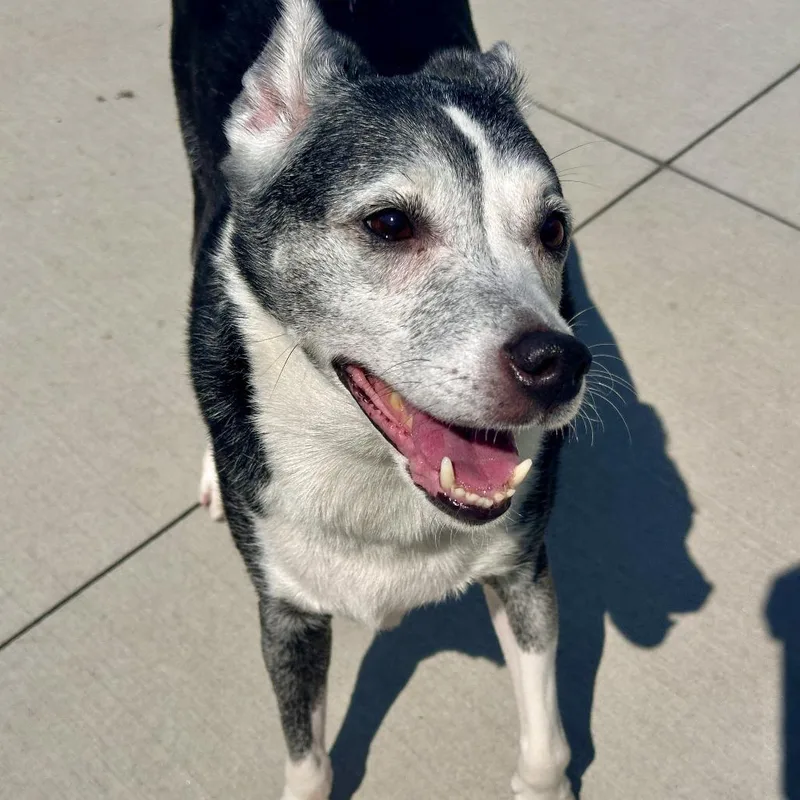 A senior medium-sized male Black Mixed Breed dog named Dj for adoption in Matteson, IL