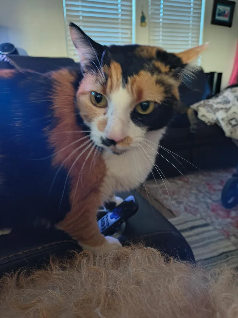 An adult large-sized female Calico cat named Athena for adoption in Gilbert, AZ