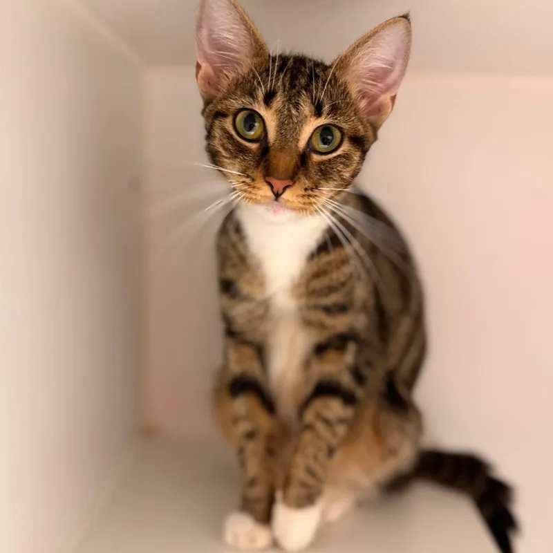 An adult medium-sized female Domestic Short Hair cat named Kyleigh for adoption in Cumming, GA