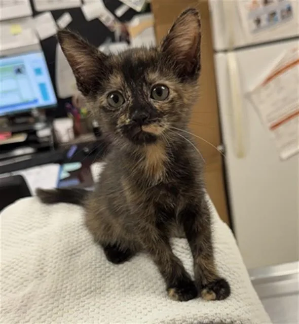 A baby small-sized female Domestic Short Hair cat named Meadow for adoption in Aliquippa, PA