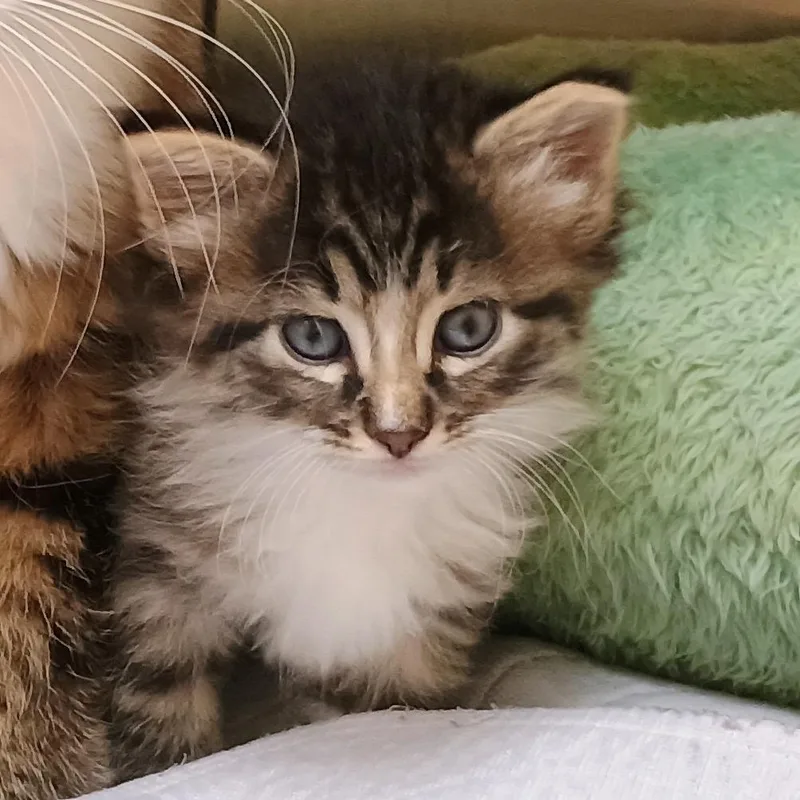 A baby small-sized female Brown / Chocolate Domestic Medium Hair cat named Espresso for adoption in Palestine, TX