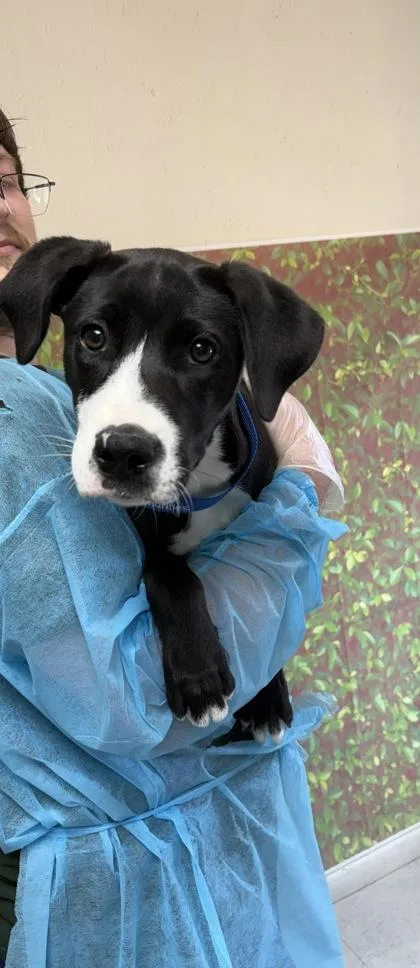 A young small-sized female Labrador Retriever dog named Alice for adoption in San Antonio, TX