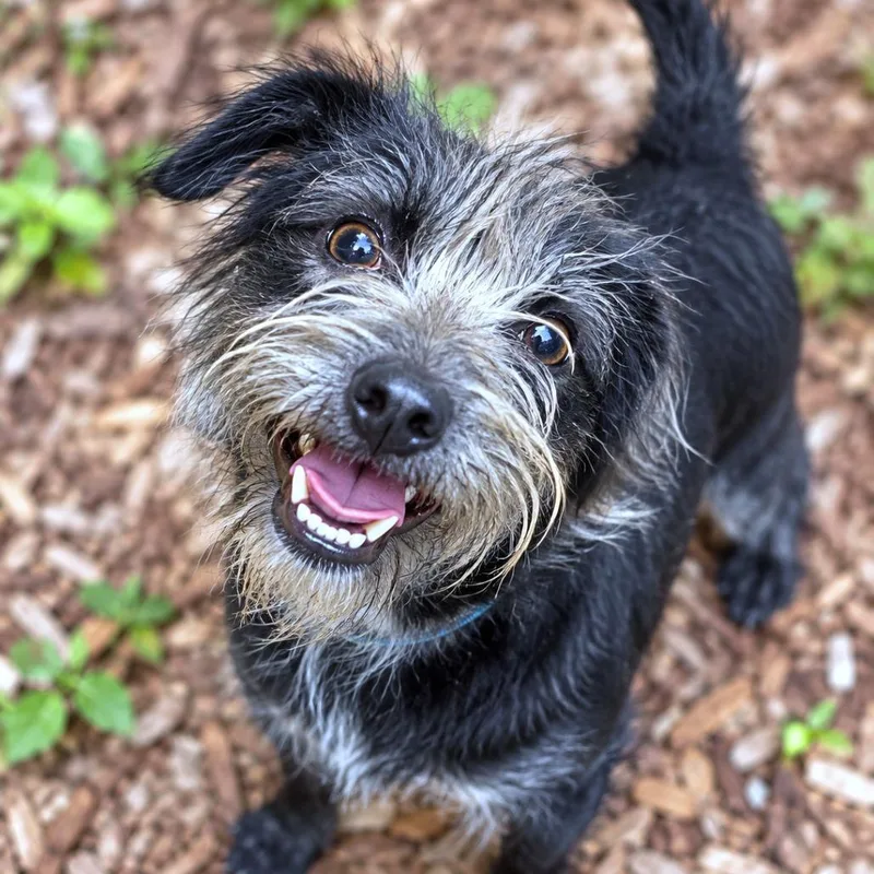 An adult small-sized male Schnauzer dog named Banjo for adoption in Boerne, TX