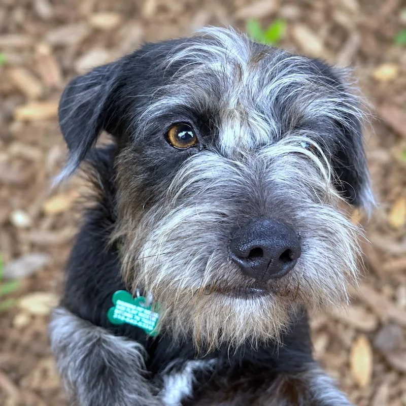 Banjo thumbnail 2